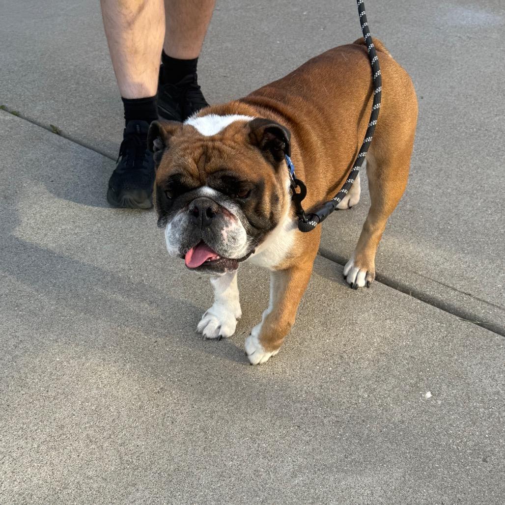 Enlarge Bandit, a Adoptable English Bulldog in Huber Heights, OH image 5/6
