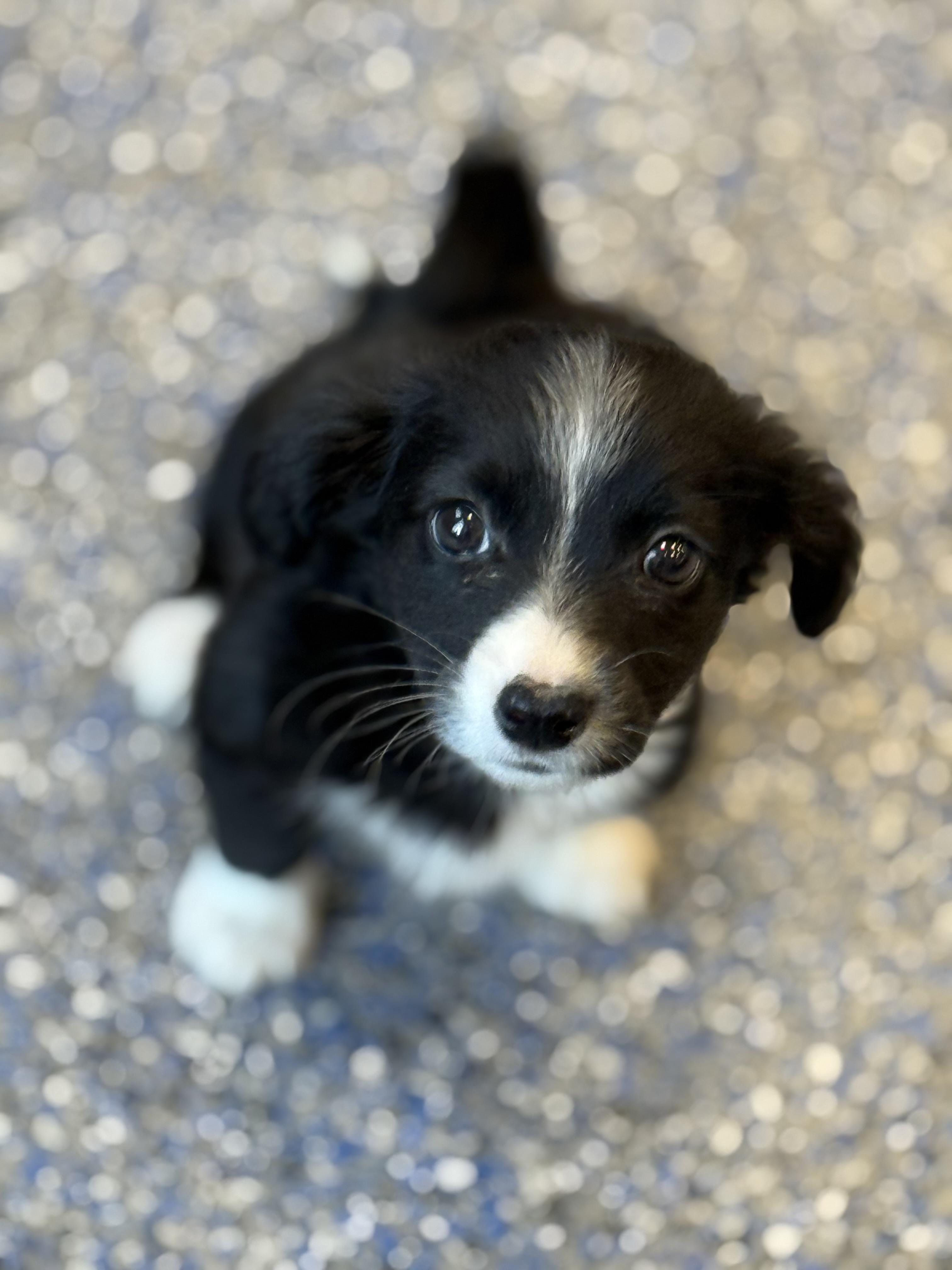 Elvira, adopted, Puppy Female Papillon & Maltese.