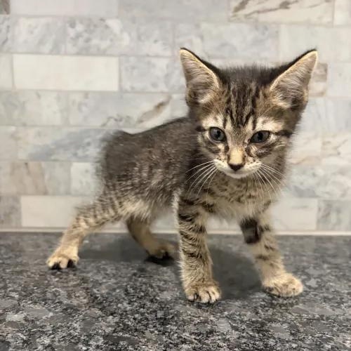 Knuckles, adopted, Kitten Male Manx & Tabby.