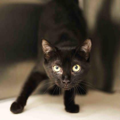 Enlarge Motor, a Adoptable mixed breed in Atlanta, GA image 1/3