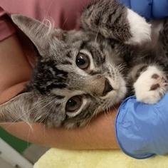 Enlarge Charity, a ADOPTABLE American Shorthair in Danbury, CT image 1/1