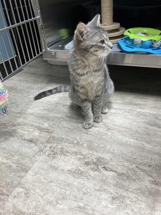 Crimson Working Cat, Adoptable, Adult Male Domestic Short Hair & Domestic Short Hair.