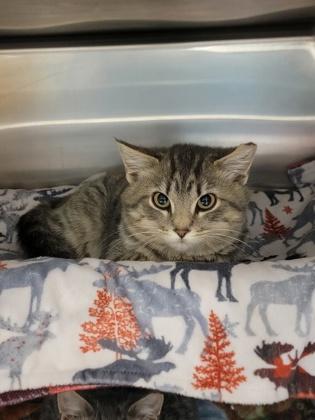 Enlarge Crimson Working Cat, a Adoptable mixed breed in Fergus Falls, MN image 1/1