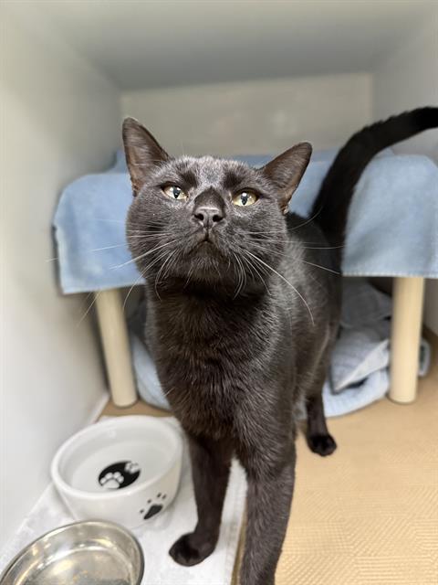 LAMAR, Adoptable, Young Male Domestic Short Hair.