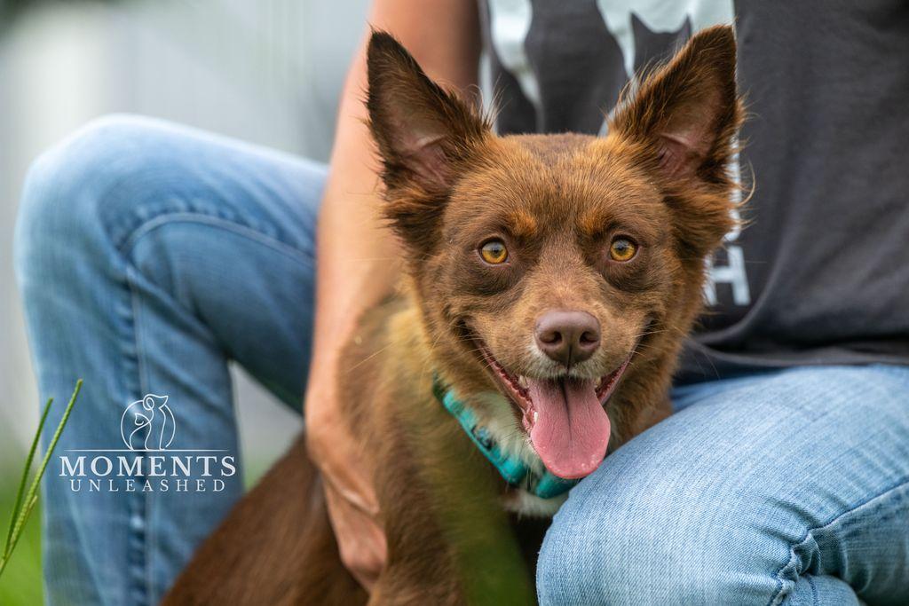 Sangria, a Adoptable mixed breed in Myakka City, FL image 2/6
