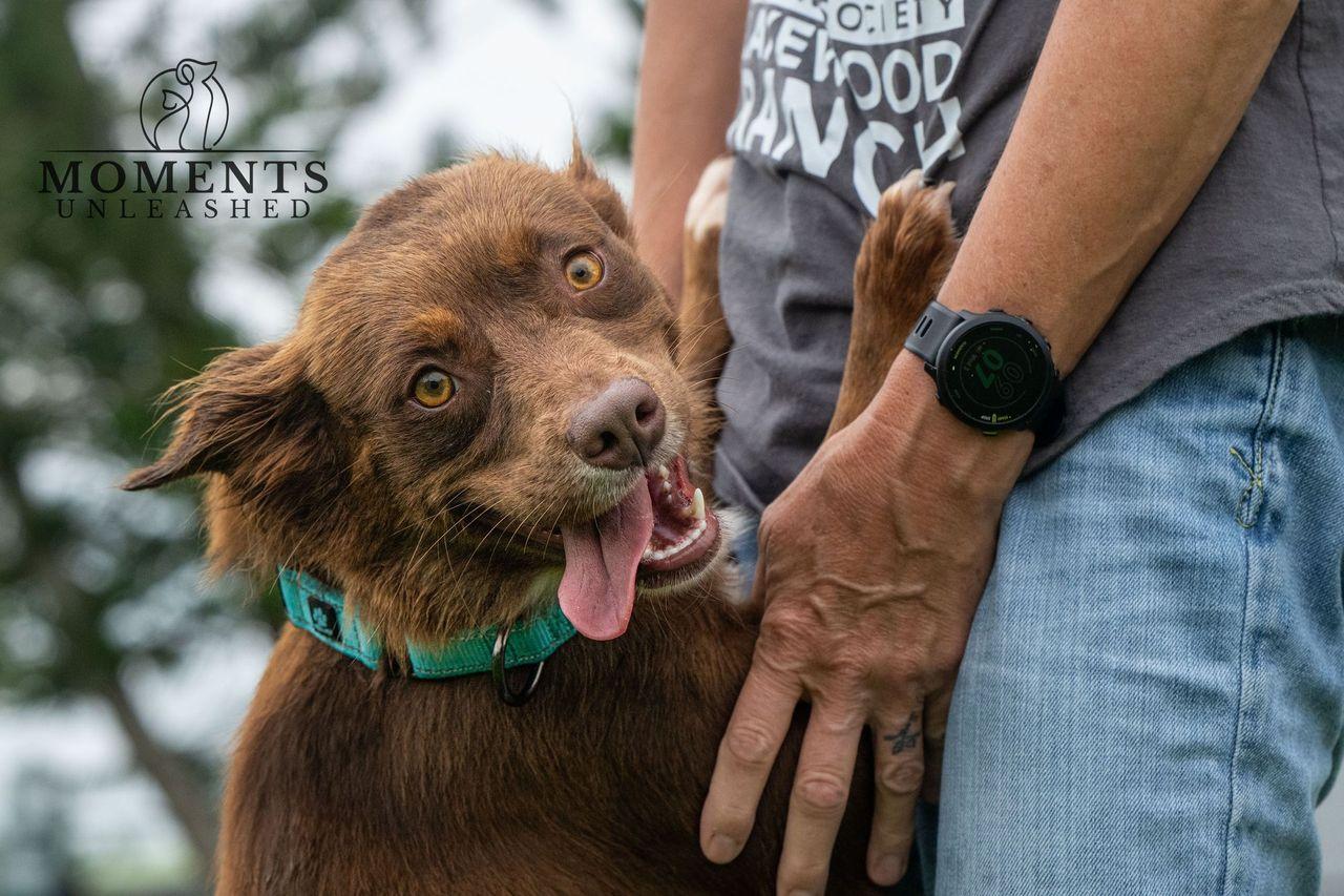 Sangria, a Adoptable mixed breed in Myakka City, FL image 6/6
