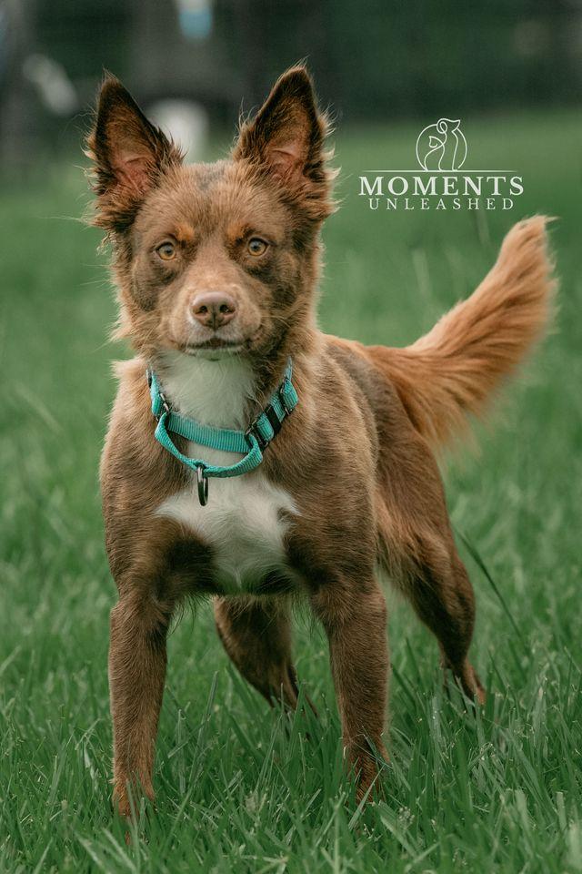 Sangria, Adoptable, Adult Female Australian Shepherd.