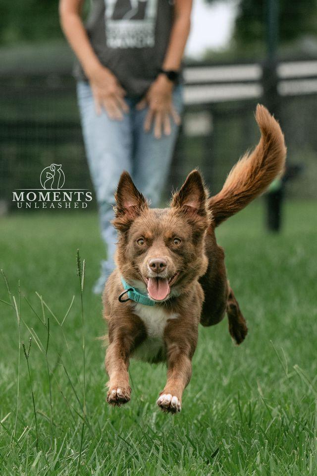 Sangria, a Adoptable mixed breed in Myakka City, FL image 3/6
