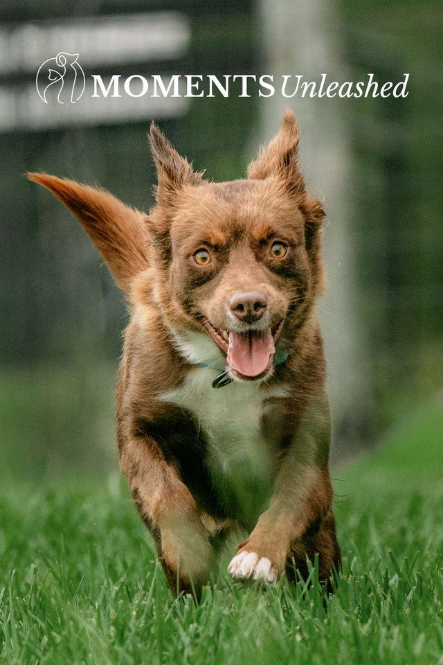Sangria, a Adoptable mixed breed in Myakka City, FL image 5/6