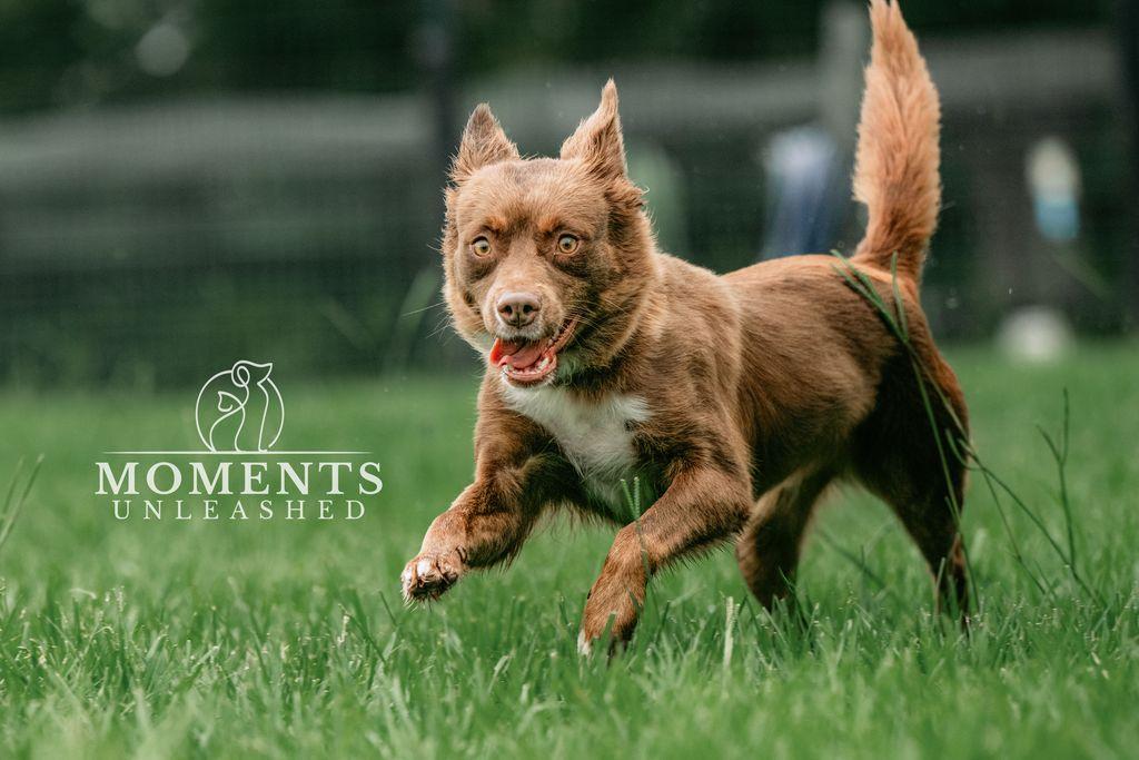 Sangria, a Adoptable mixed breed in Myakka City, FL image 4/6