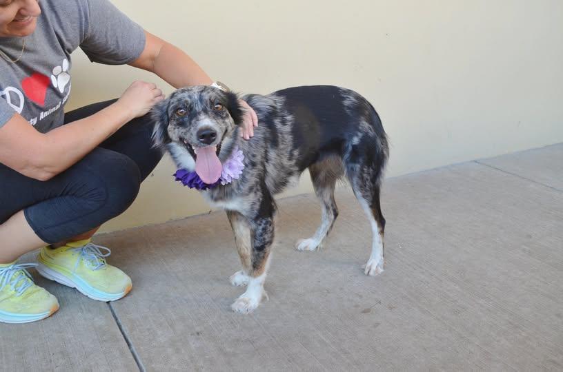 Enlarge Ambien, a Adopted Australian Shepherd in McKinney, TX image 1/1