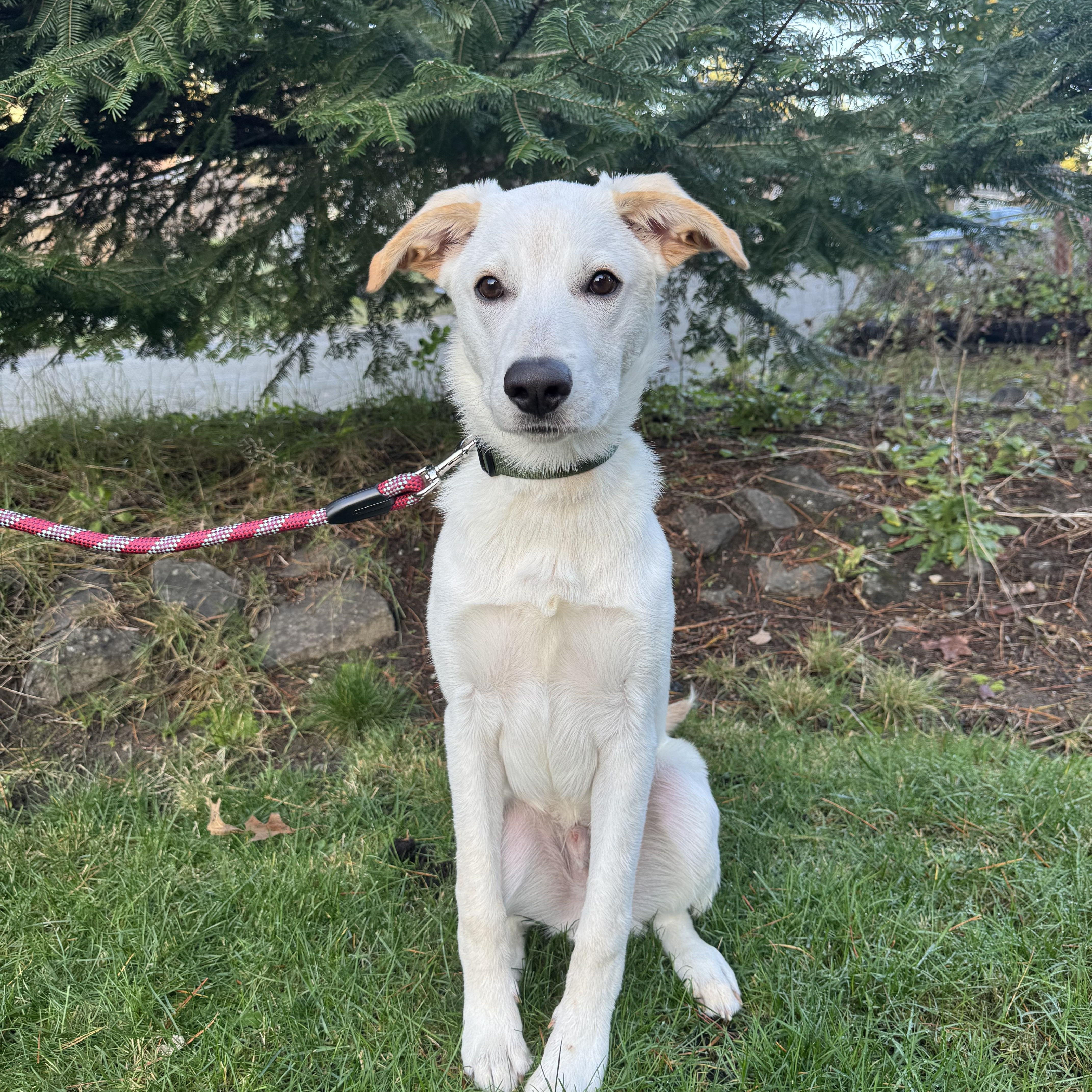 Enlarge Loki, a ADOPTABLE mixed breed in Ferndale, WA image 2/2