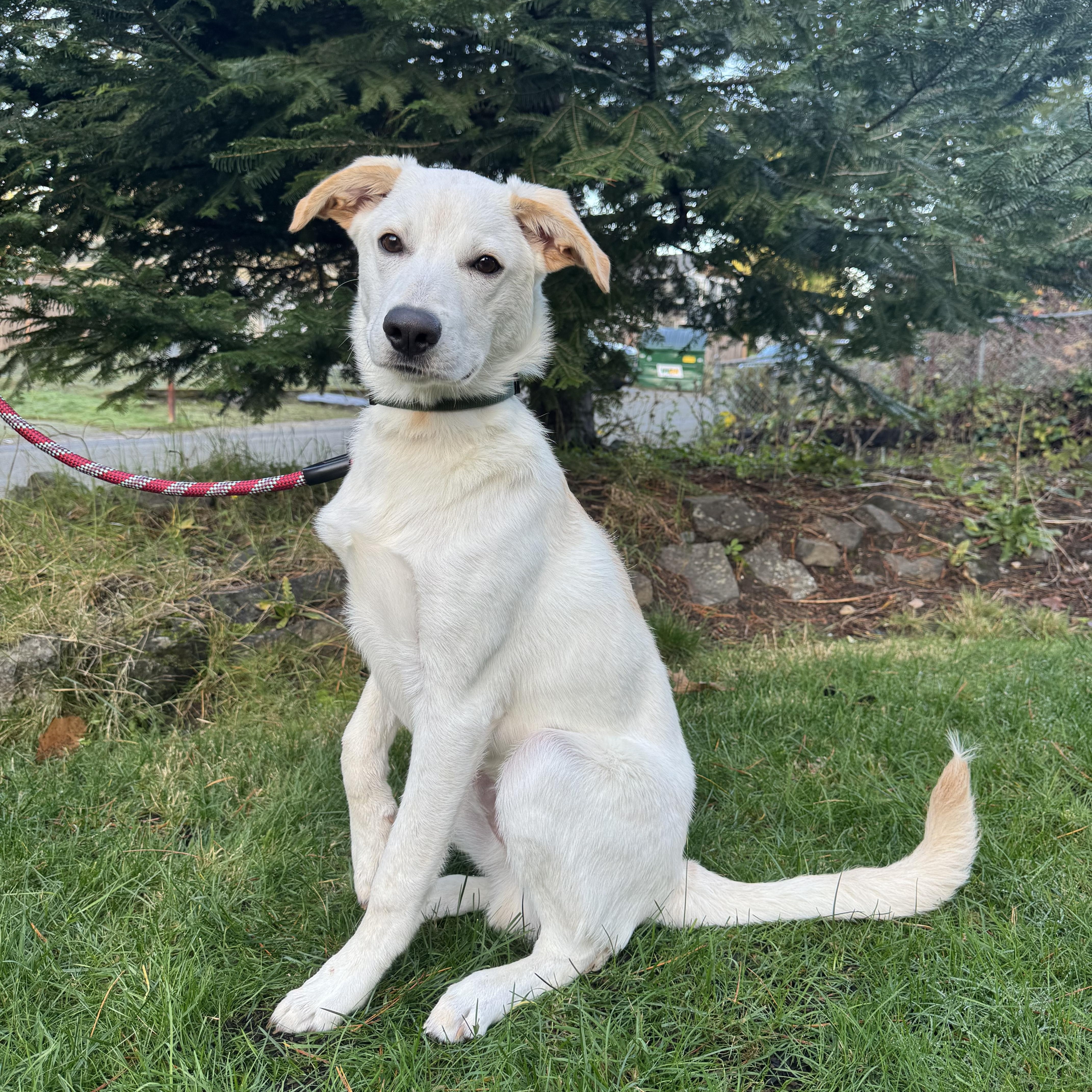 Loki, ADOPTABLE, Young Male Great Pyrenees & Shepherd.