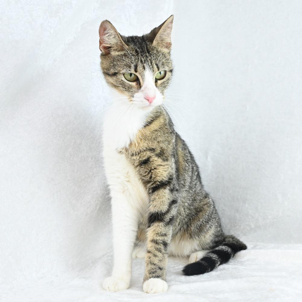 Enlarge Tessa, a Adoptable Domestic Short Hair in Mobile, AL image 1/6