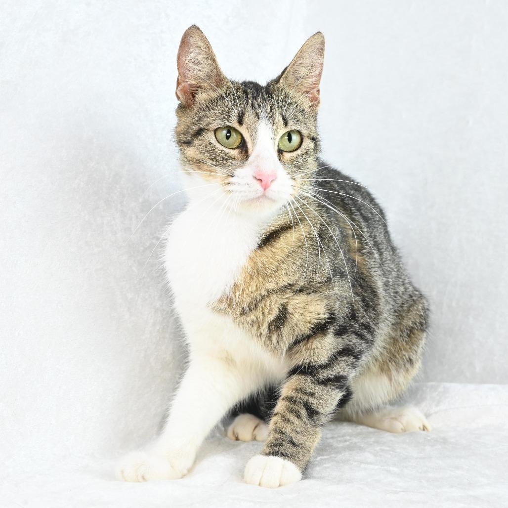 Enlarge Tessa, a Adoptable Domestic Short Hair in Mobile, AL image 2/6