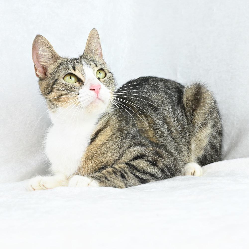 Enlarge Tessa, a Adoptable Domestic Short Hair in Mobile, AL image 3/6