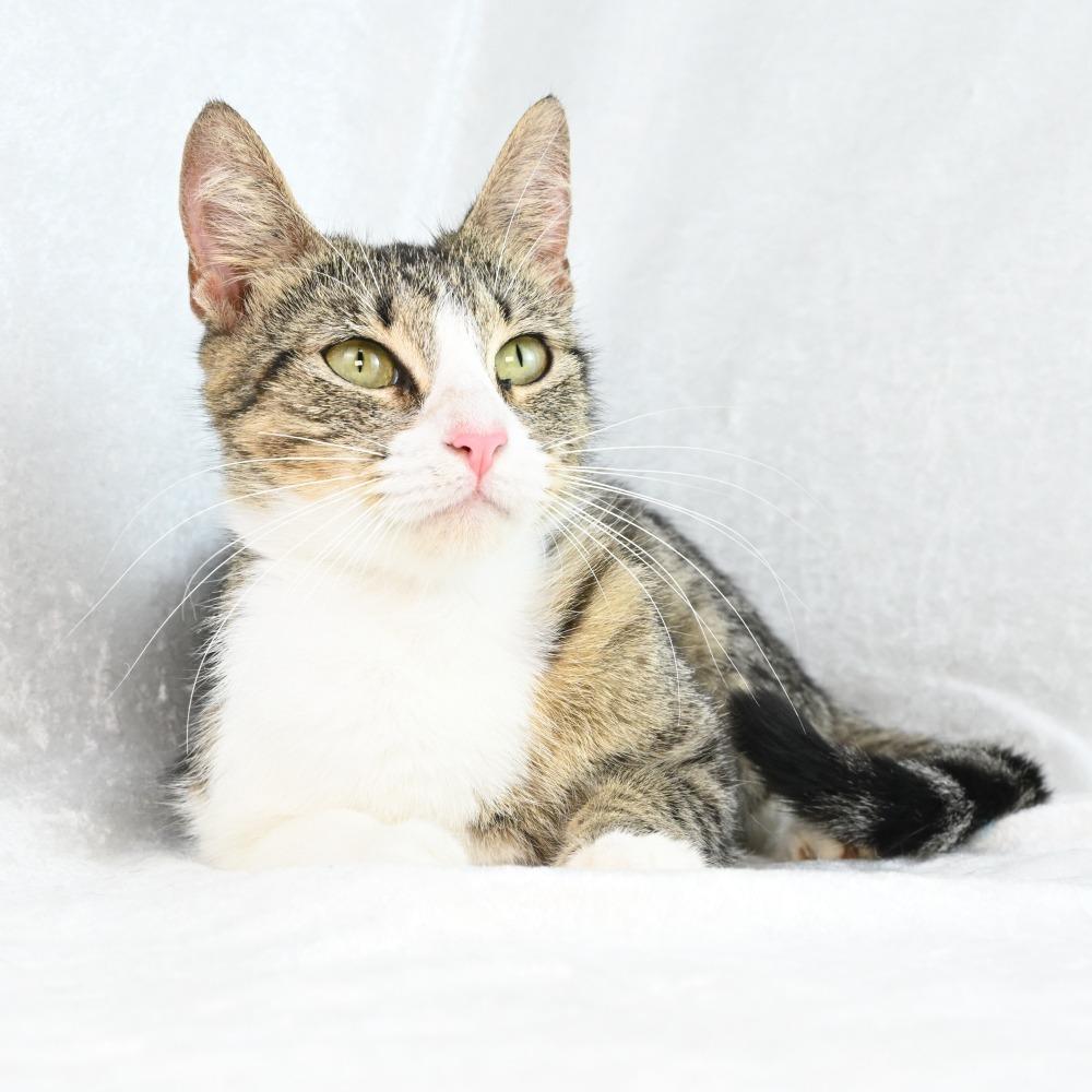 Enlarge Tessa, a Adoptable Domestic Short Hair in Mobile, AL image 4/6