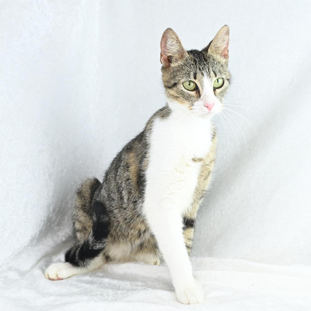 Enlarge Tessa, a Adoptable Domestic Short Hair in Mobile, AL image 5/6