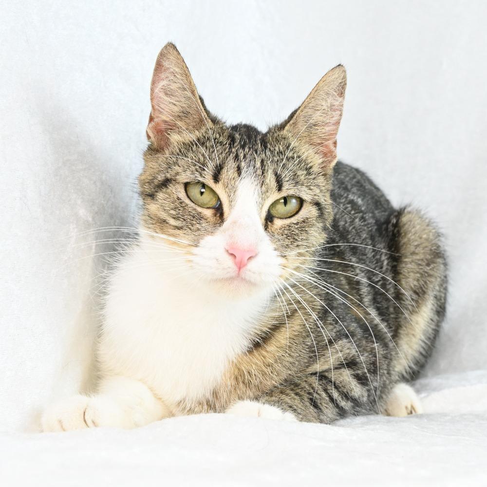 Enlarge Tessa, a Adoptable Domestic Short Hair in Mobile, AL image 6/6
