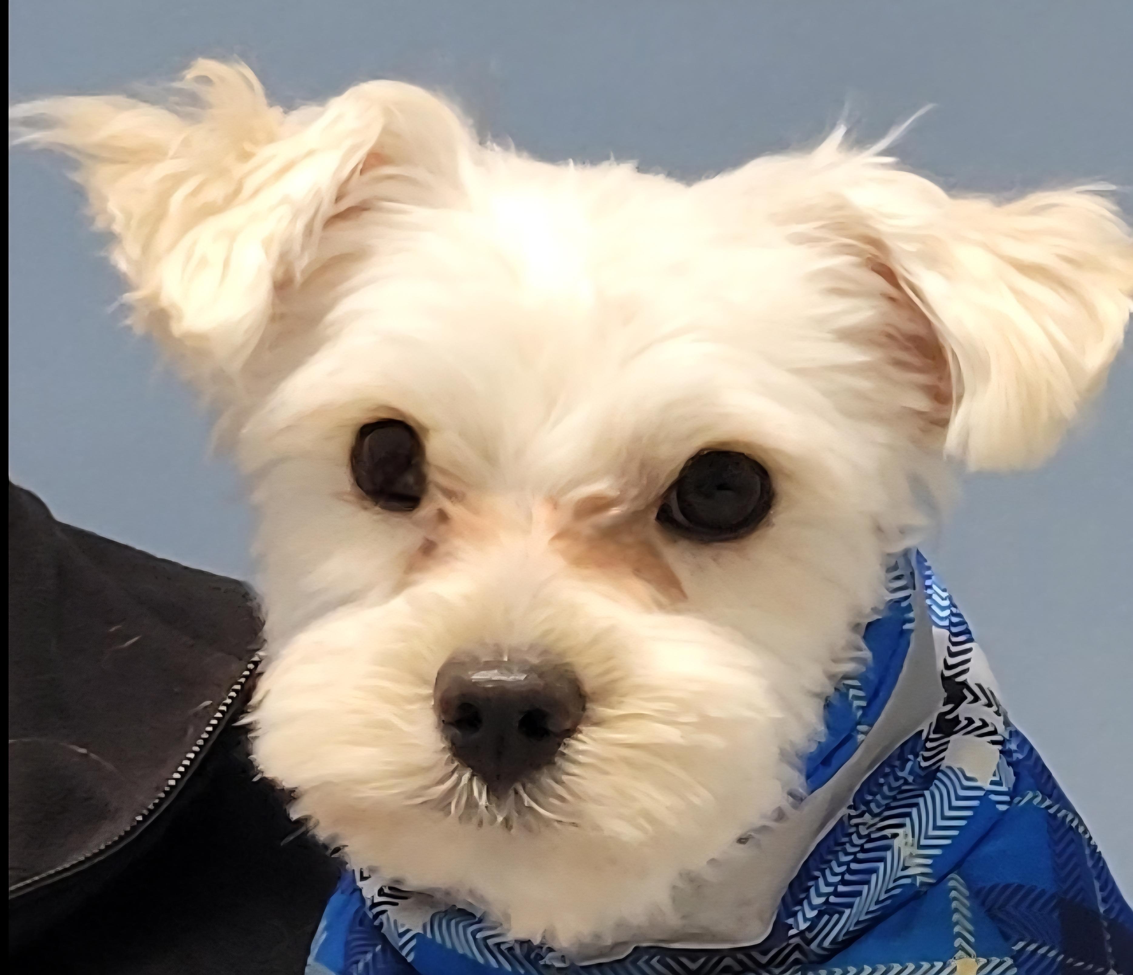 Enlarge Louis, a ADOPTABLE Maltese in Racine, WI image 1/1