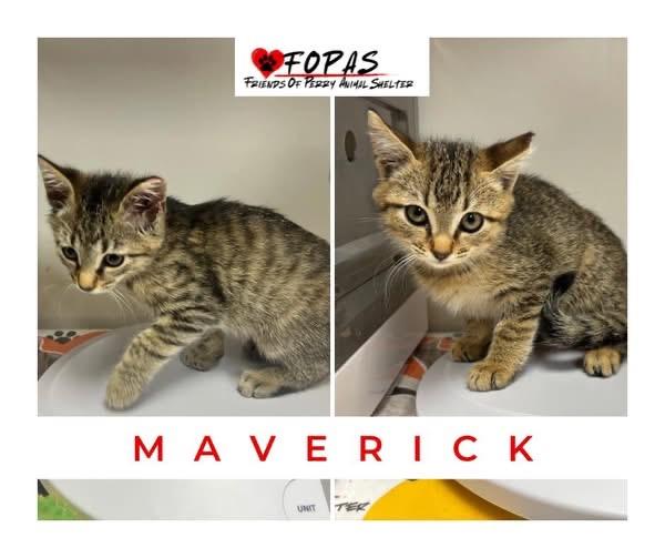 Maverick, Adoptable, Kitten Male American Shorthair.