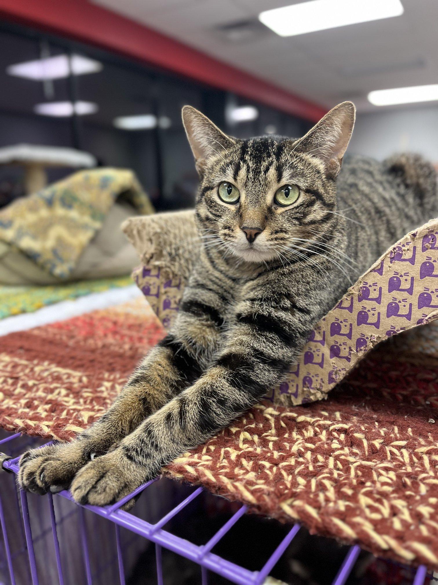 Enlarge Peppermint, an adoptable Domestic Short Hair in Hamburg, NY image 3/6