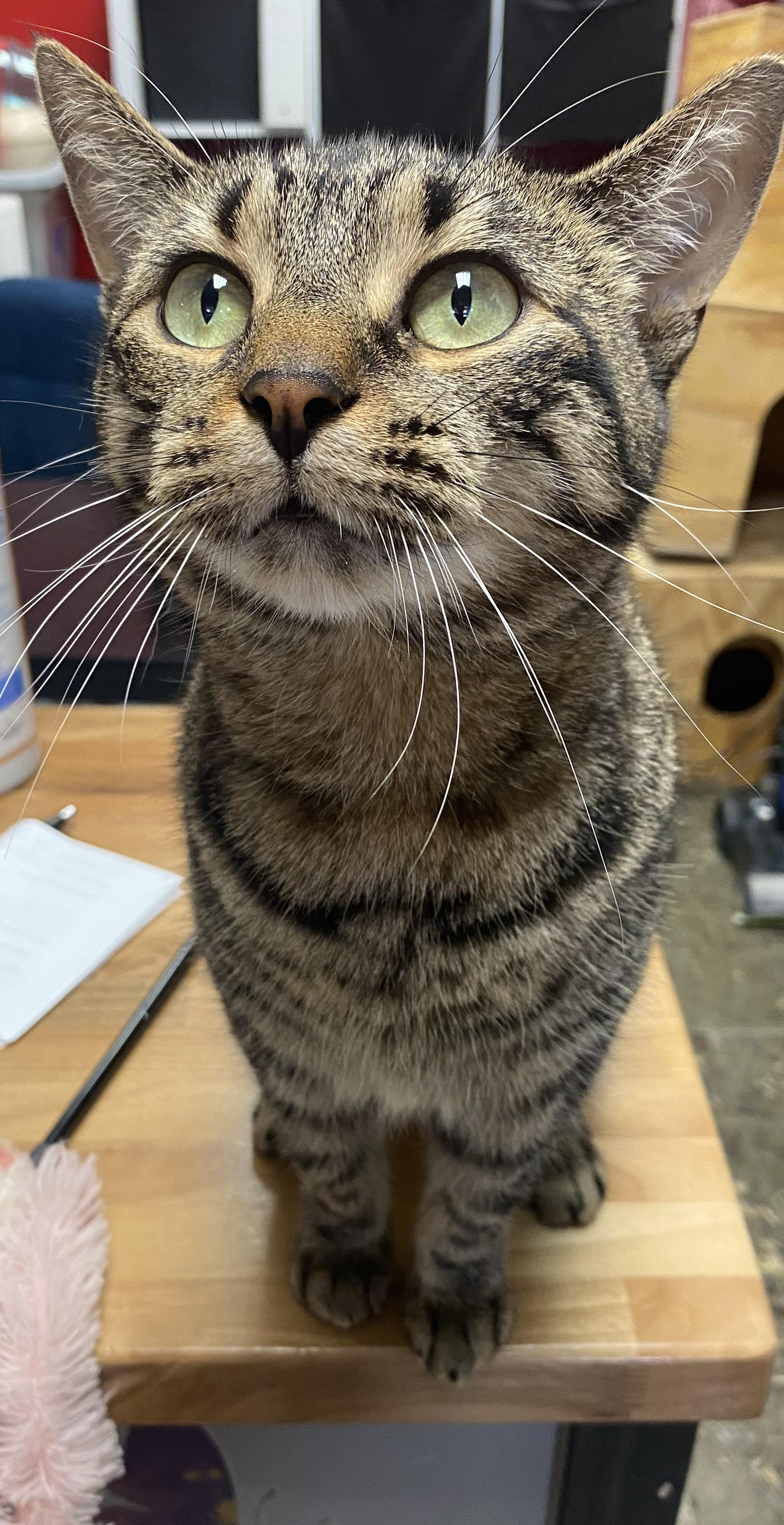 Peppermint, Adoptable, Adult Female Domestic Short Hair.