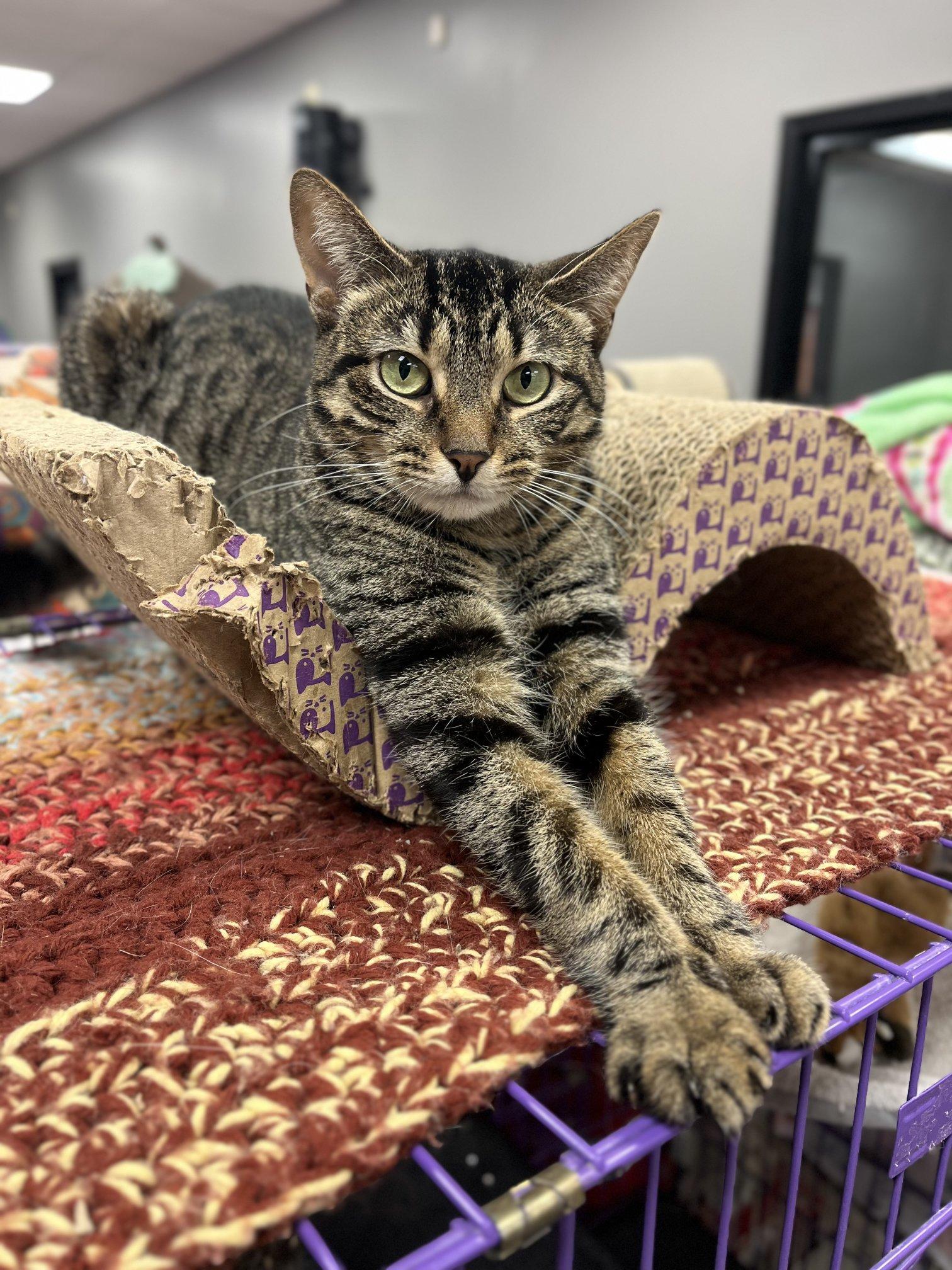 Enlarge Peppermint, an adoptable Domestic Short Hair in Hamburg, NY image 2/6