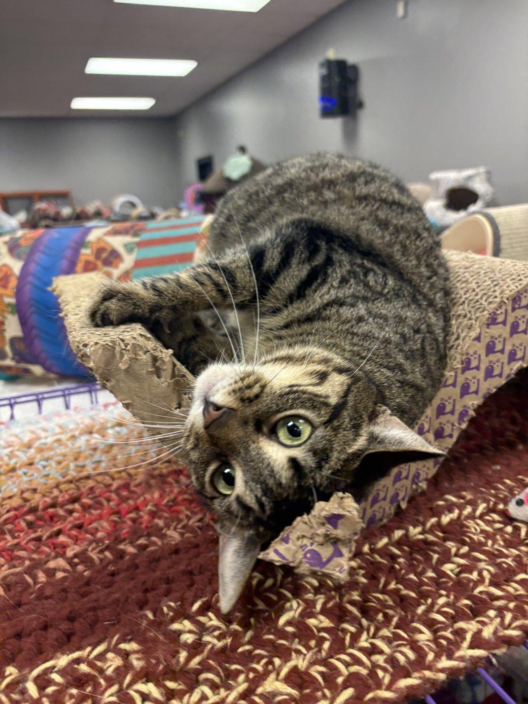 Enlarge Peppermint, an adoptable Domestic Short Hair in Hamburg, NY image 5/6