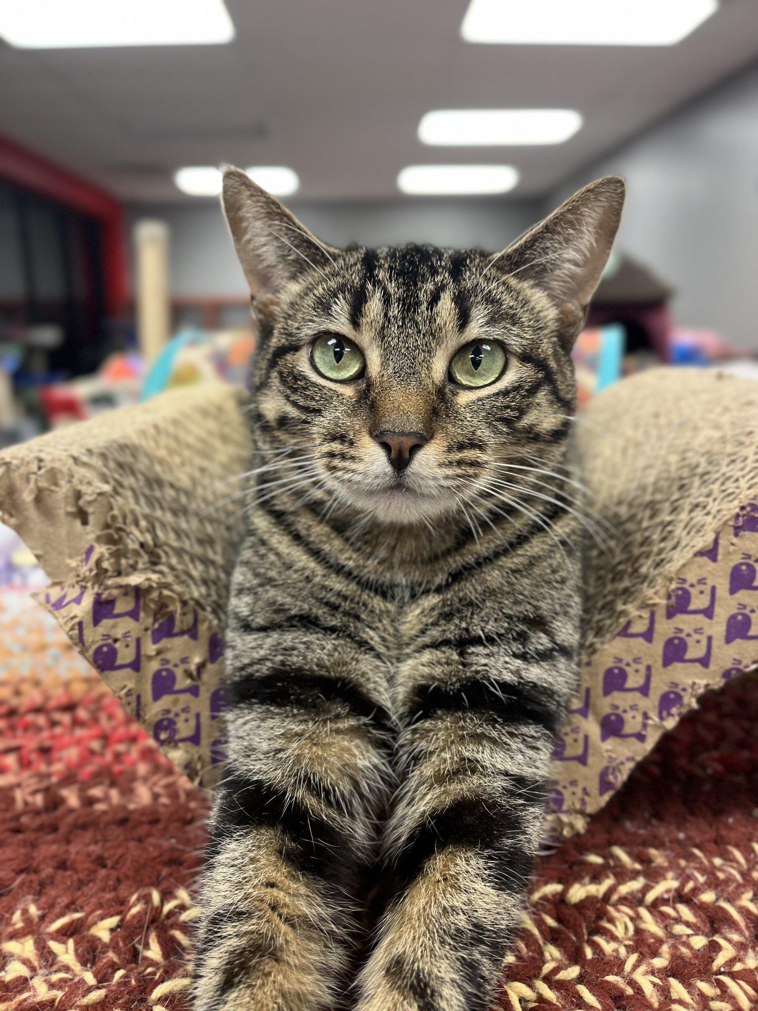 Enlarge Peppermint, an adoptable Domestic Short Hair in Hamburg, NY image 6/6
