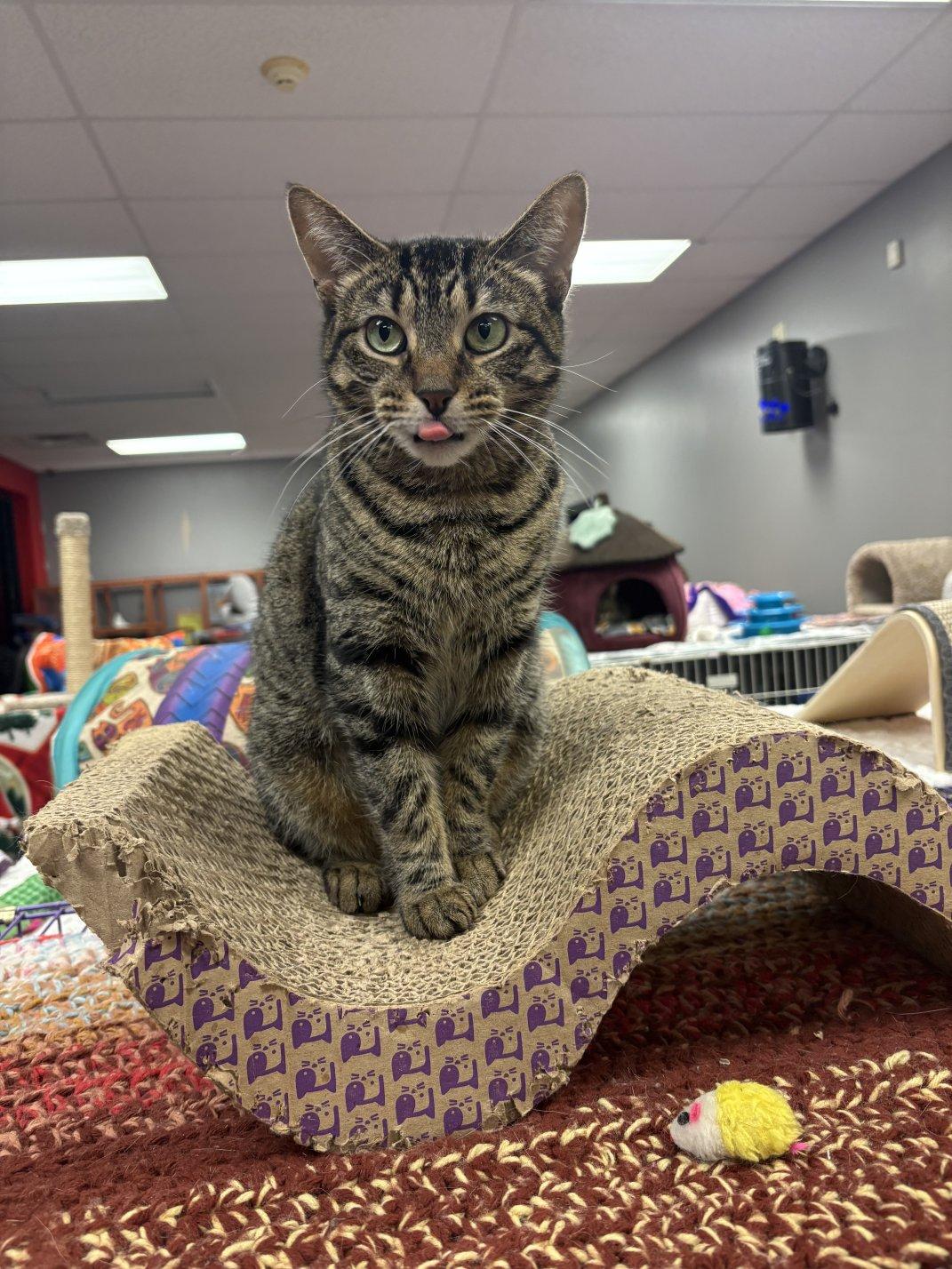 Enlarge Peppermint, an adoptable Domestic Short Hair in Hamburg, NY image 4/6