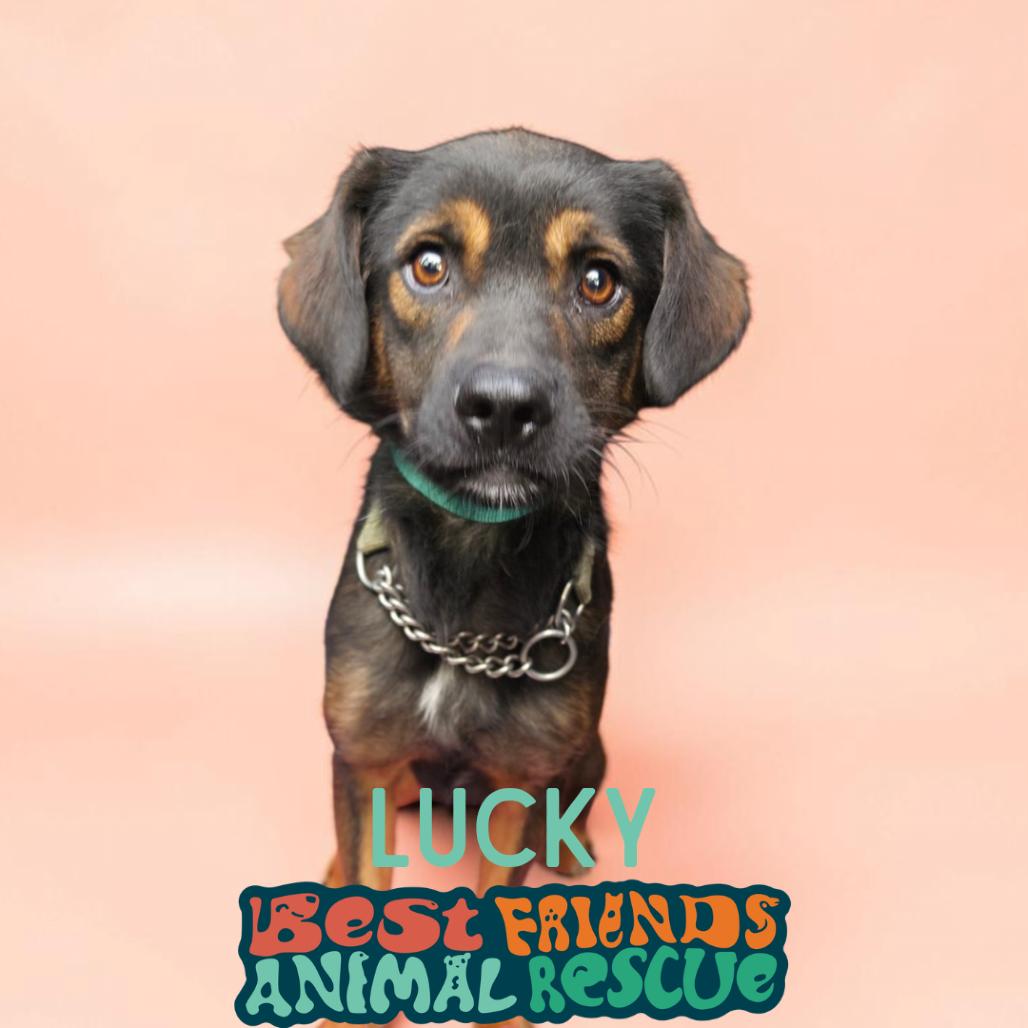 Enlarge Lucky, a Adoptable Spaniel in Wasilla, AK image 1/1