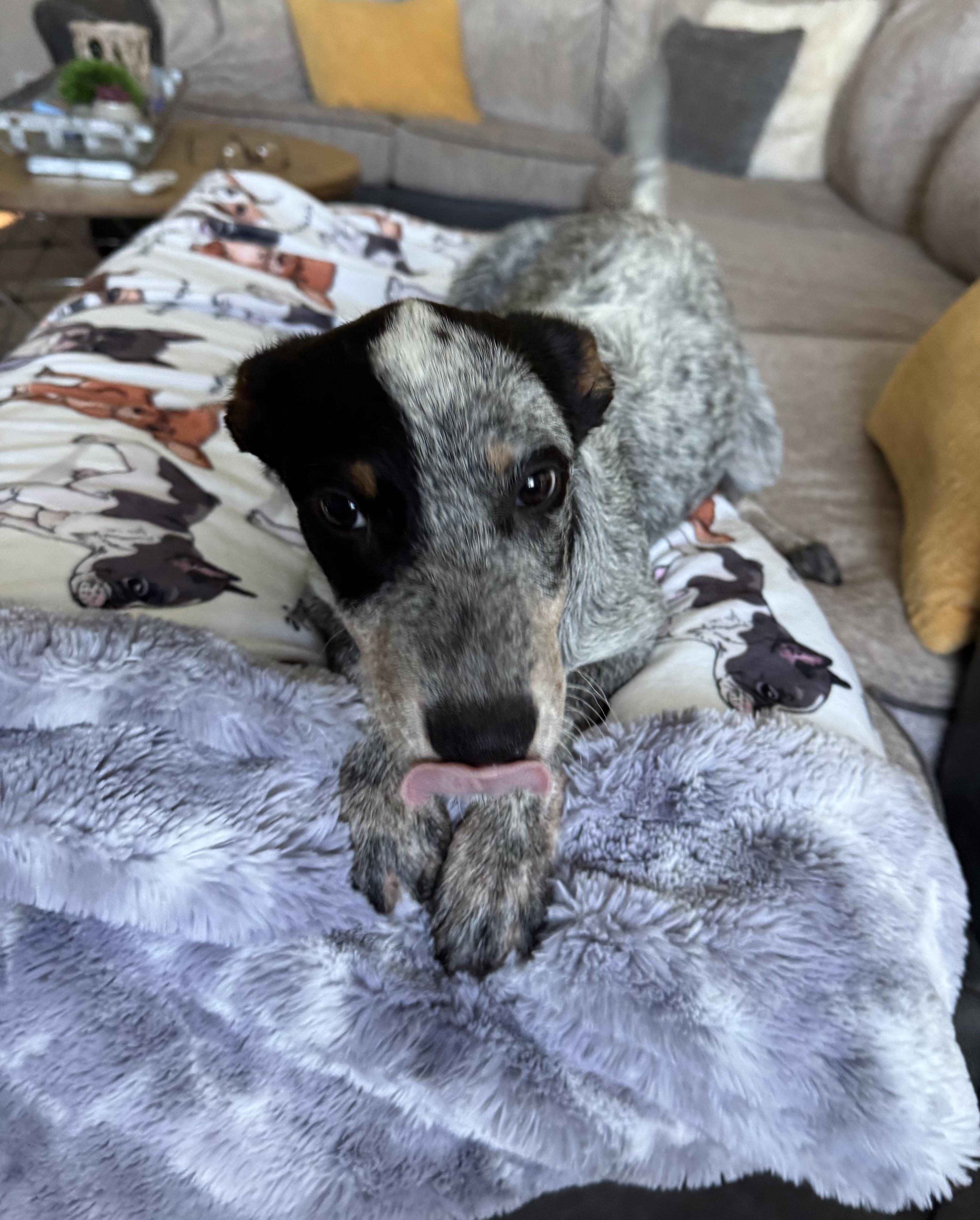 Bella, Adoptable, Puppy Female Australian Cattle Dog / Blue Heeler.