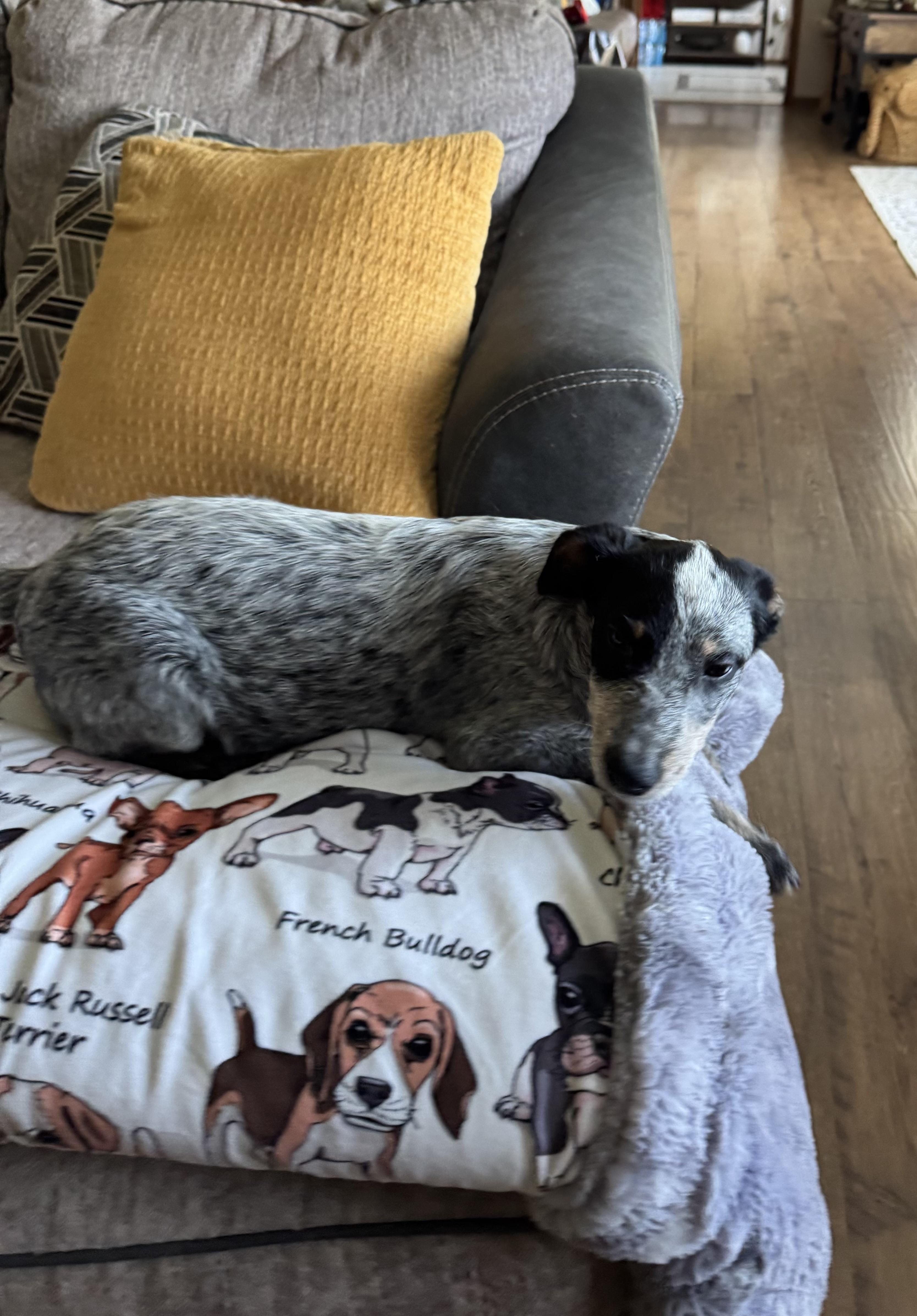 Enlarge Bella, a Adoptable Australian Cattle Dog / Blue Heeler in North Freedom, WI image 4/4