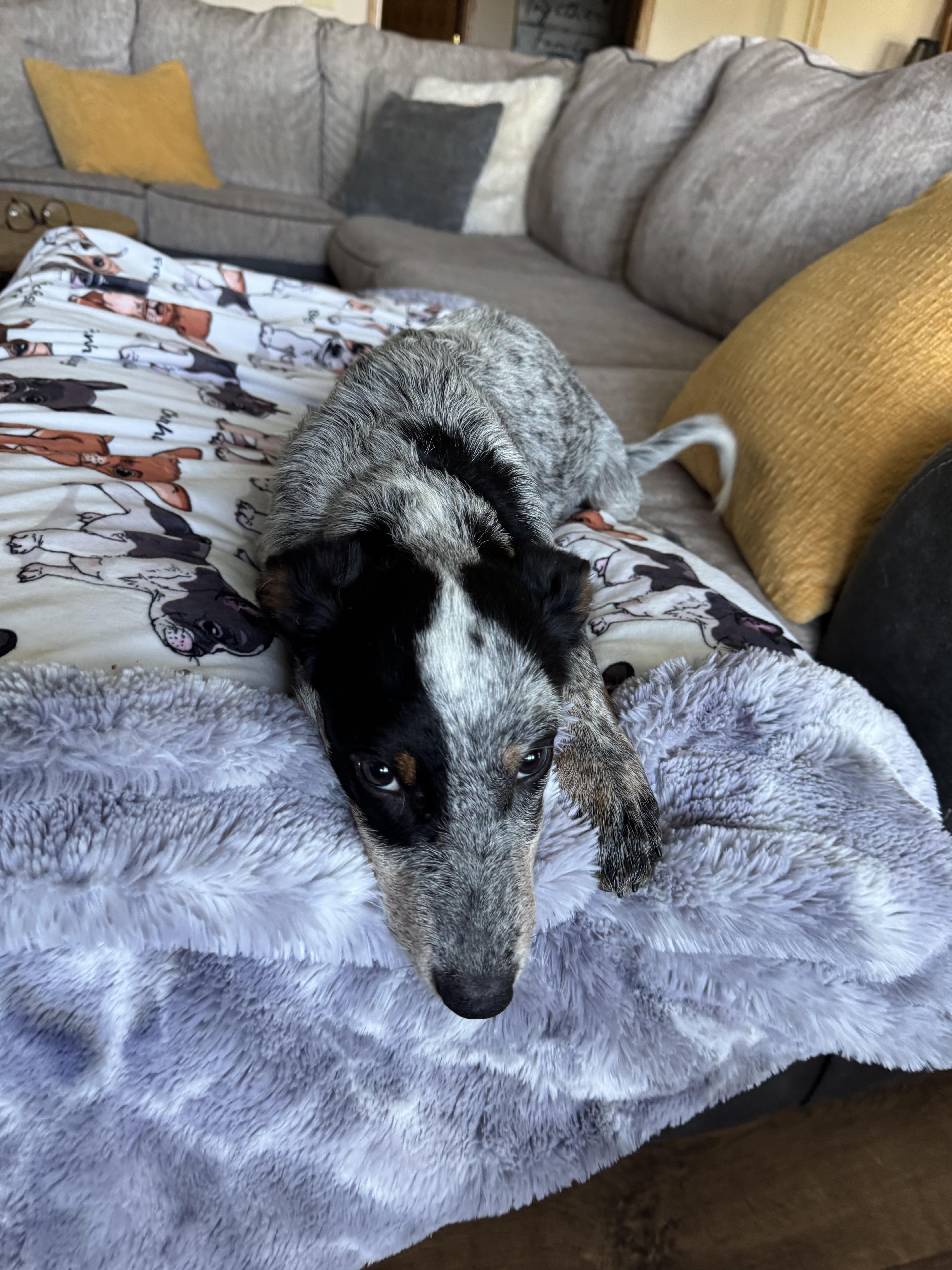 Enlarge Bella, a Adoptable Australian Cattle Dog / Blue Heeler in North Freedom, WI image 2/4