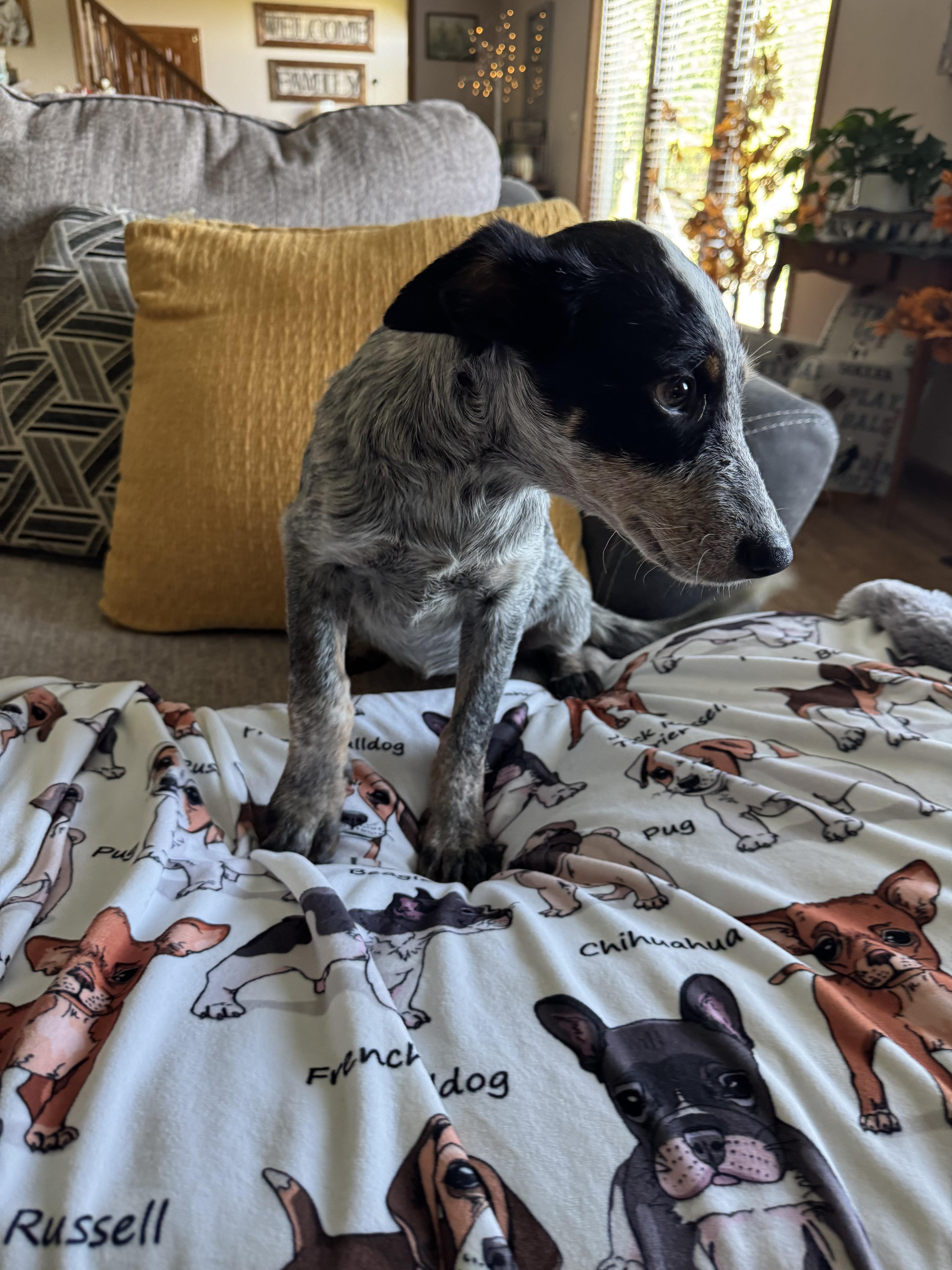 Enlarge Bella, a Adoptable Australian Cattle Dog / Blue Heeler in North Freedom, WI image 3/4