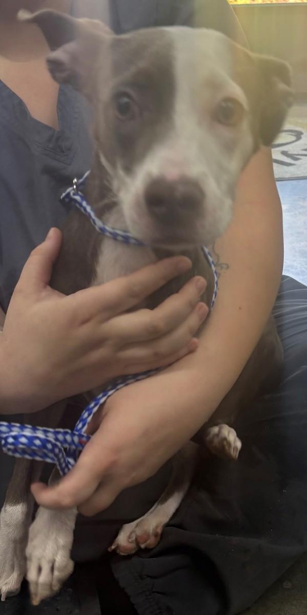 Enlarge Annie, a Adoptable mixed breed in Campbellsville, KY image 1/1