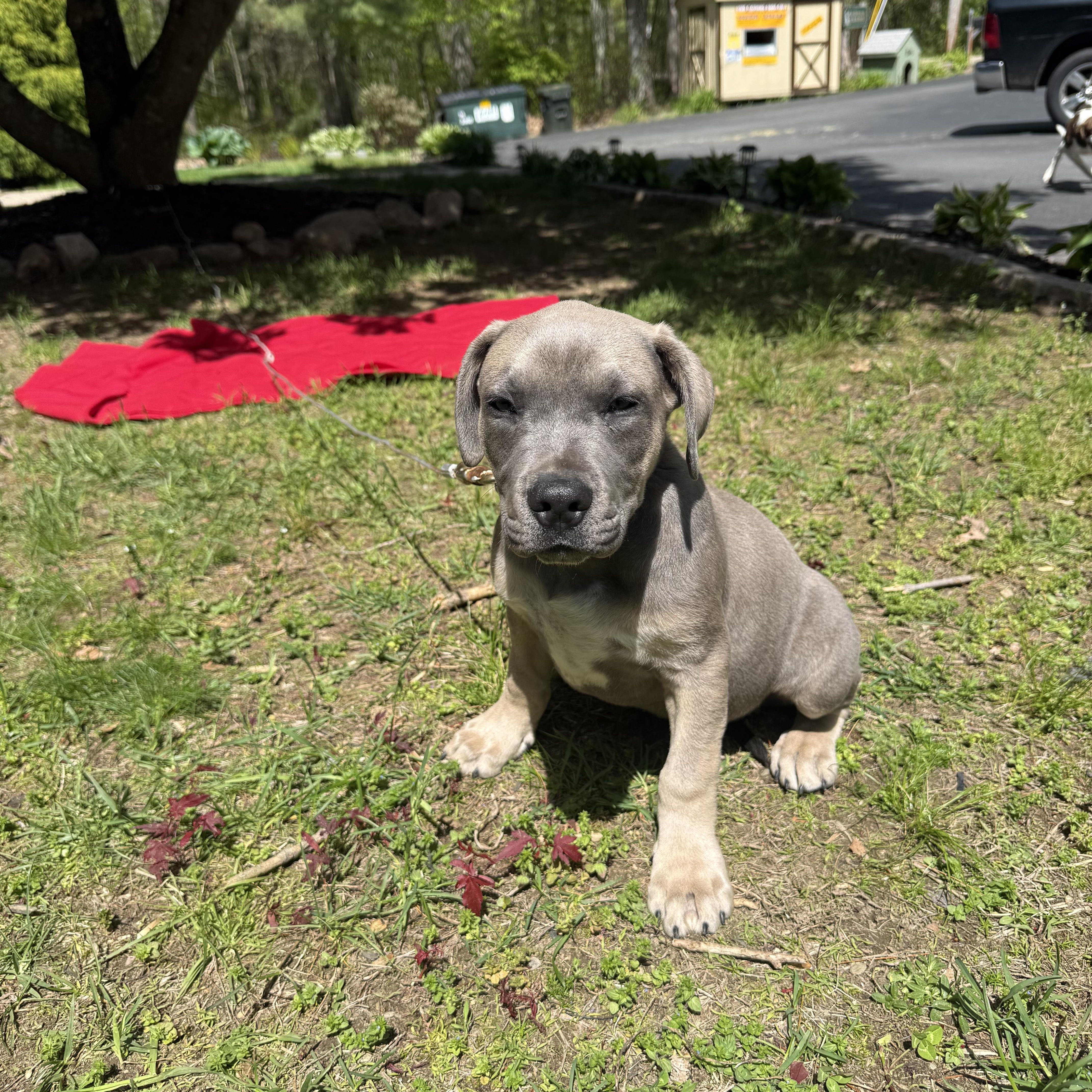 Koa, an adopted mixed breed in Douglas, MA image 1/3