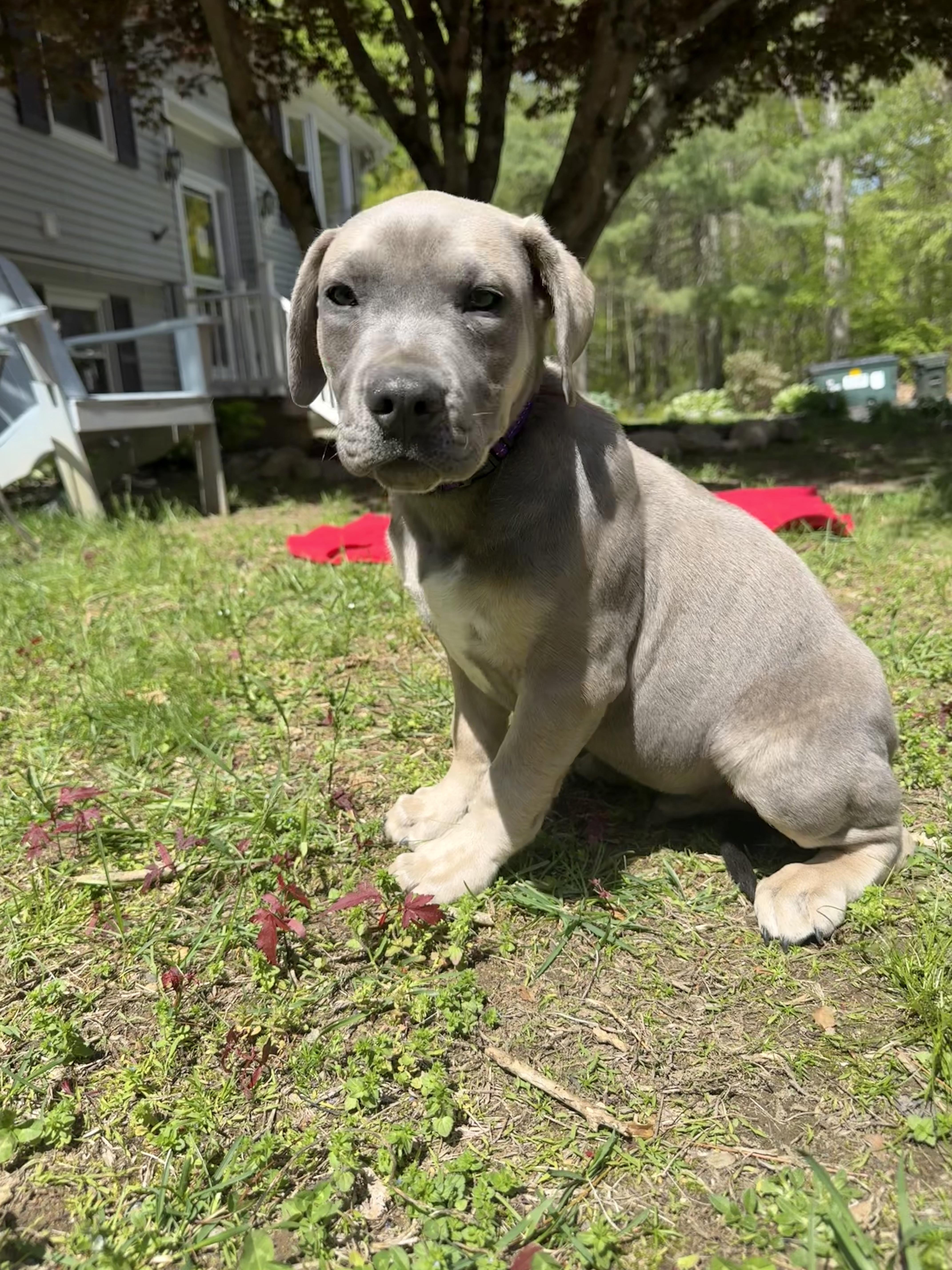 Koa, an adopted mixed breed in Douglas, MA image 2/3