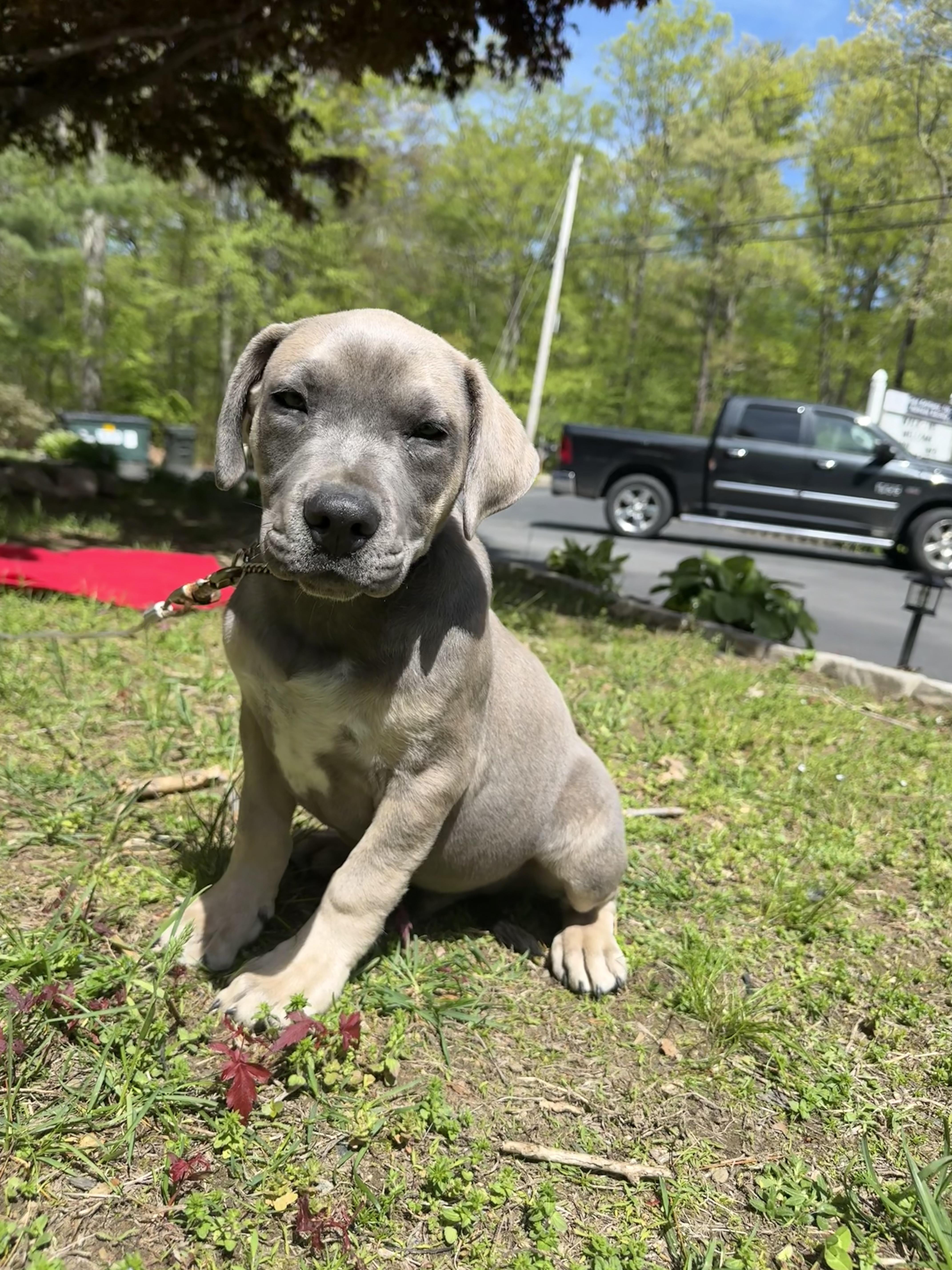 Koa, an adopted mixed breed in Douglas, MA image 3/3
