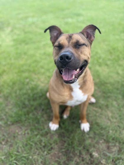 Lancelot, Adoptable, Adult Male Mixed Breed & Mixed Breed.