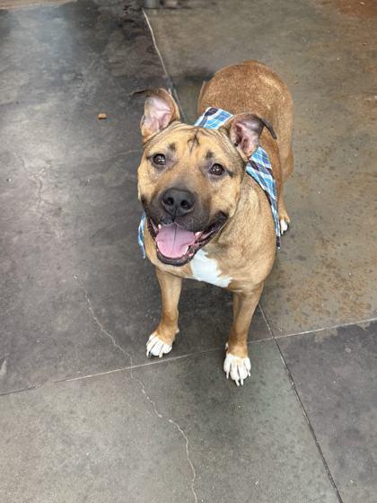 Lancelot, a Adoptable mixed breed in Memphis, TN image 2/3
