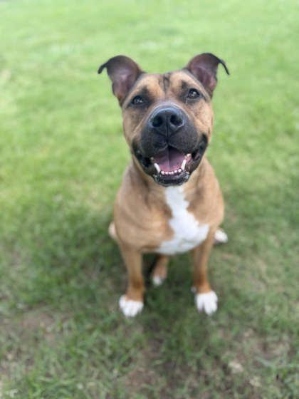 Lancelot, a Adoptable mixed breed in Memphis, TN image 3/3