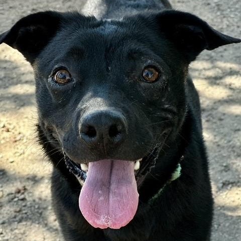 Cherie, an adoptable Australian Kelpie in Phoenix, OR, 97535 | Photo Image 4