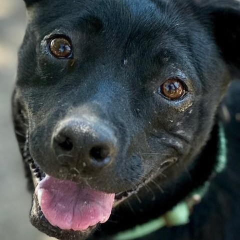 Cherie, an adoptable Australian Kelpie in Phoenix, OR, 97535 | Photo Image 4