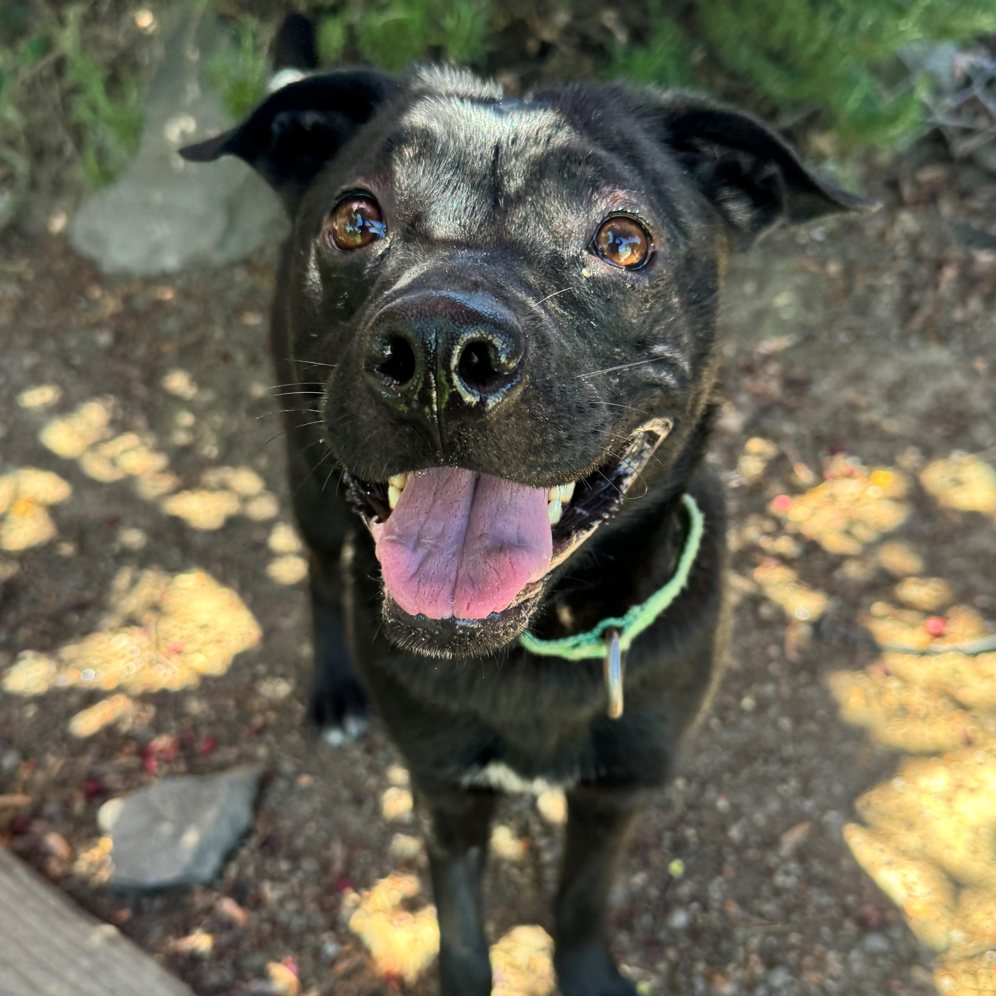 Cherie, an adoptable Australian Kelpie in Phoenix, OR, 97535 | Photo Image 3