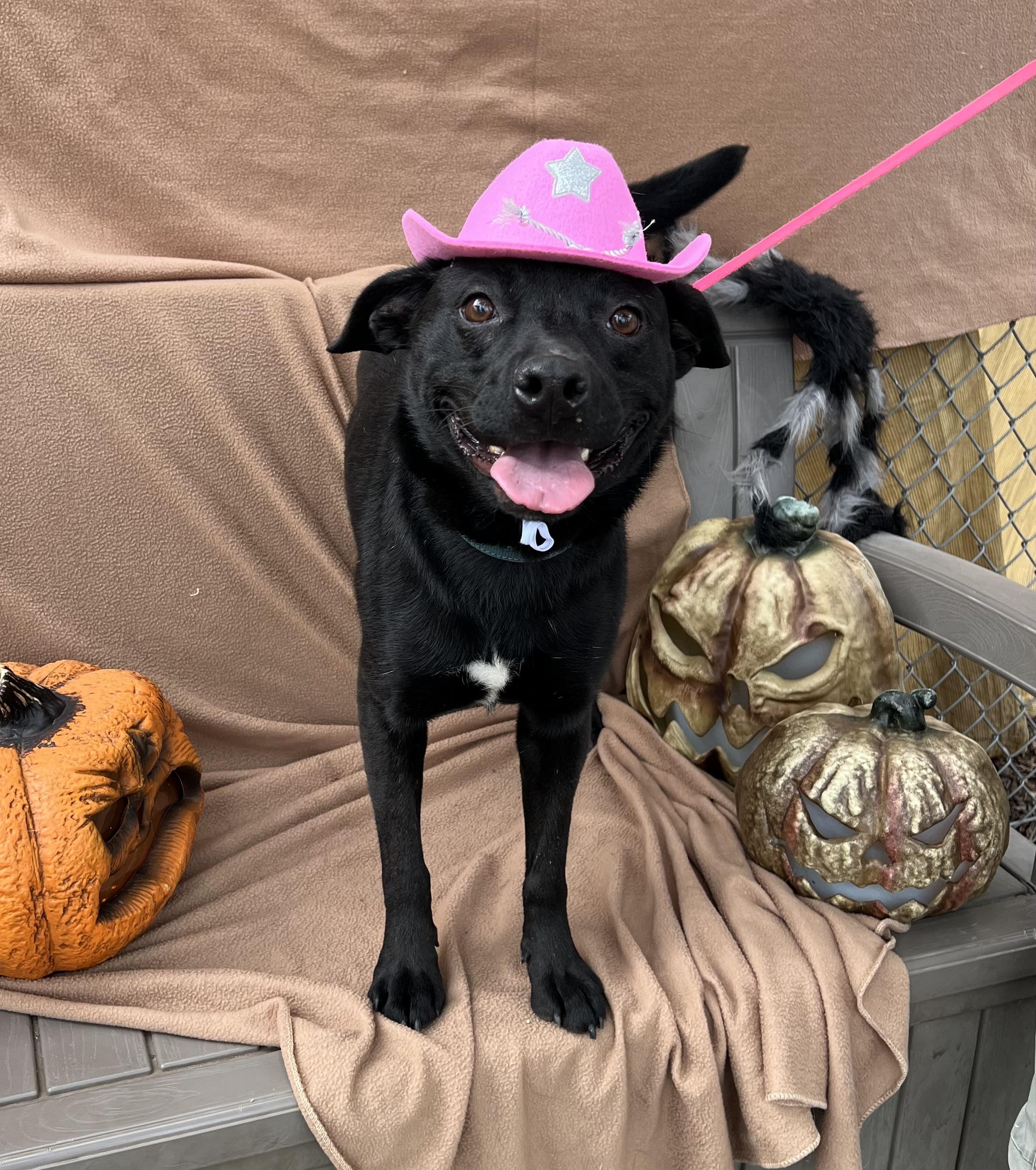 Cherie, an adoptable Australian Kelpie in Phoenix, OR, 97535 | Photo Image 1