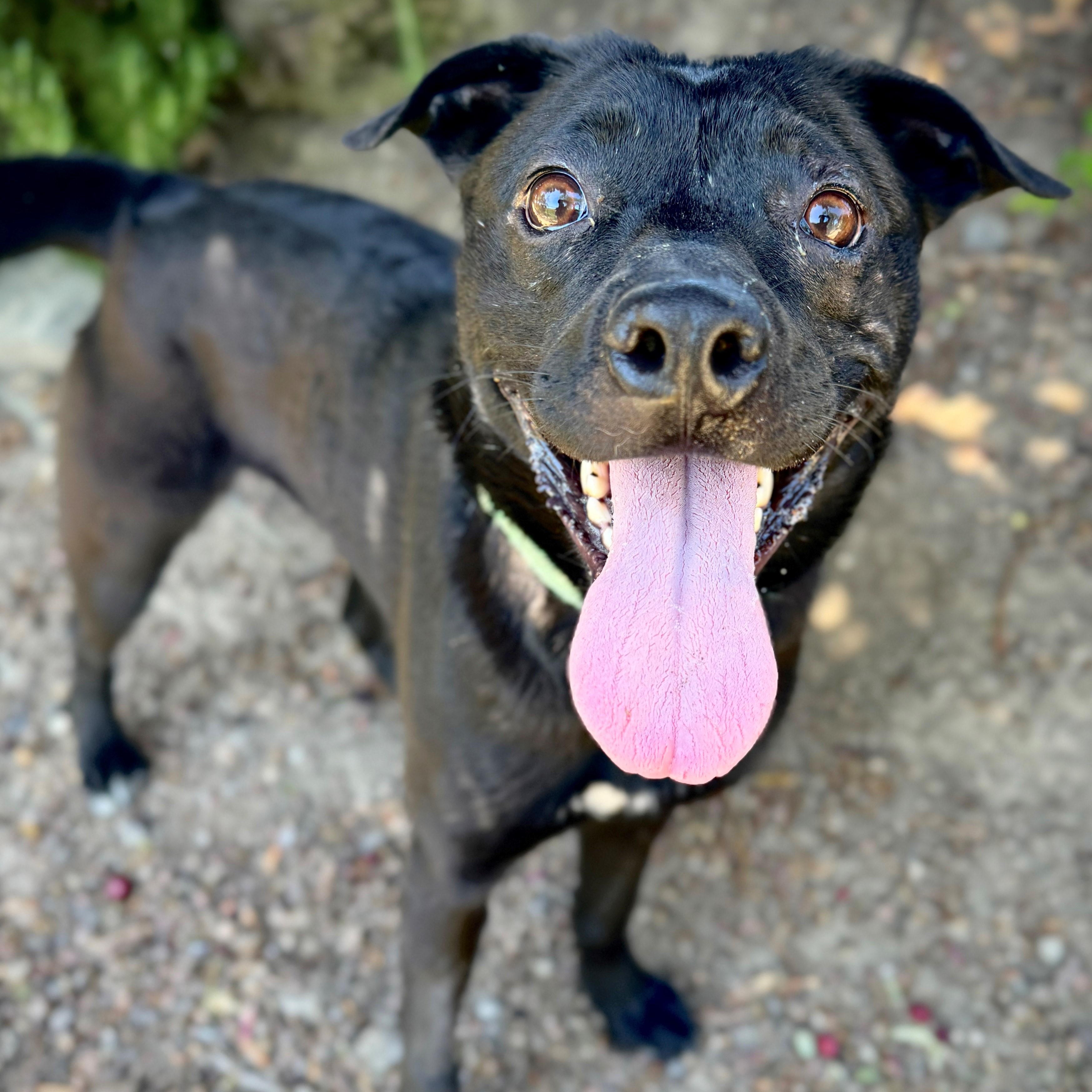 Cherie, an adoptable Australian Kelpie in Phoenix, OR, 97535 | Photo Image 2