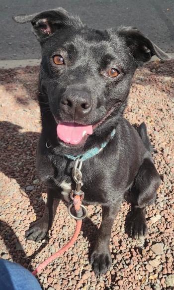 Cherie, an adoptable Australian Kelpie in Phoenix, OR, 97535 | Photo Image 1
