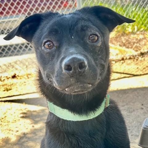 Cherie, an adoptable Australian Kelpie in Phoenix, OR, 97535 | Photo Image 1